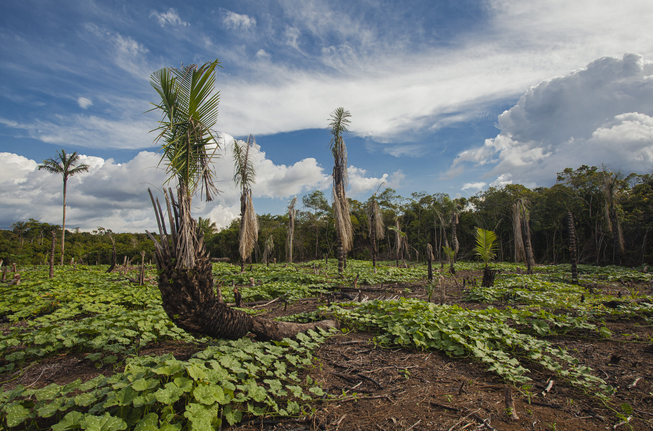 Manejo milenar criou agroflorestas que apontam soluções ecológicas para a  Amazônia