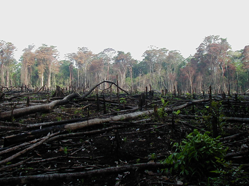 Desmatamento Quadruplica No Equador Detecta Terra I Deforestacion