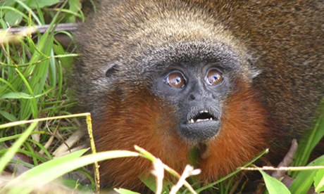 A 'purring' Caqueta titi monkey (Callicebus caquetensis)