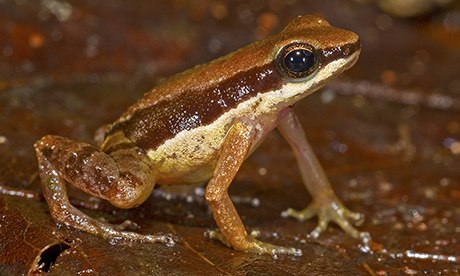 The thumbnail-sized 'thimble frog' (Allobates amissibilis)