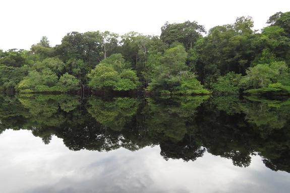 flooded-amazon-forest (1)