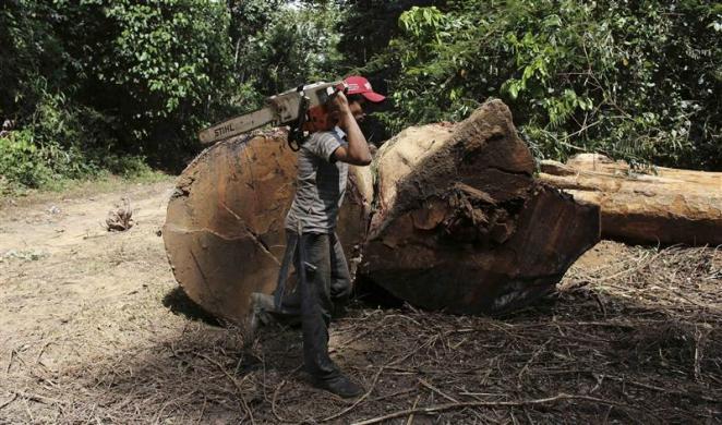 File photo of a man carrying his chainsaw past fallen trees in Jamanxim National Park near Novo Progresso