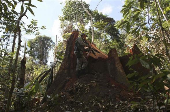 A police officer inspects a tree illegally felled in the Amazon rainforest in Jamanxim National Park near Novo Progresso