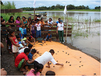 Pessoas soltando filhotes de quelônios ( uma especie de tartaruga da Amazônia ) no rio