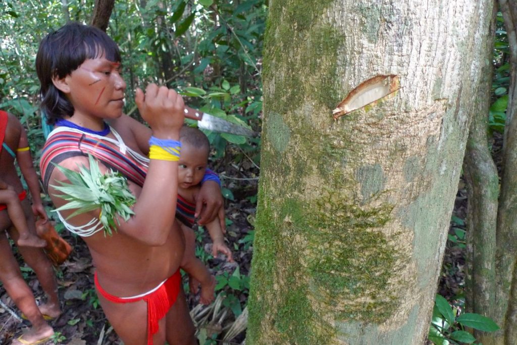 Mulher Yanomami com uma árvore medicinal. Foto: William Milliken /  Mujer Yanomami en un árbol medicinal. Foto: William Milliken /  Yanomami woman with medicinal tree Photo: William Milliken