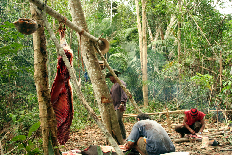 Alarming proof of underreported bushmeat crisis in heart of Amazonia -  InfoAmazonia