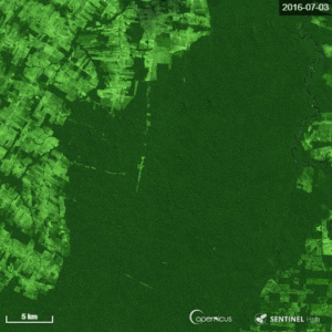 A satellite view of roads cutting through the forest.