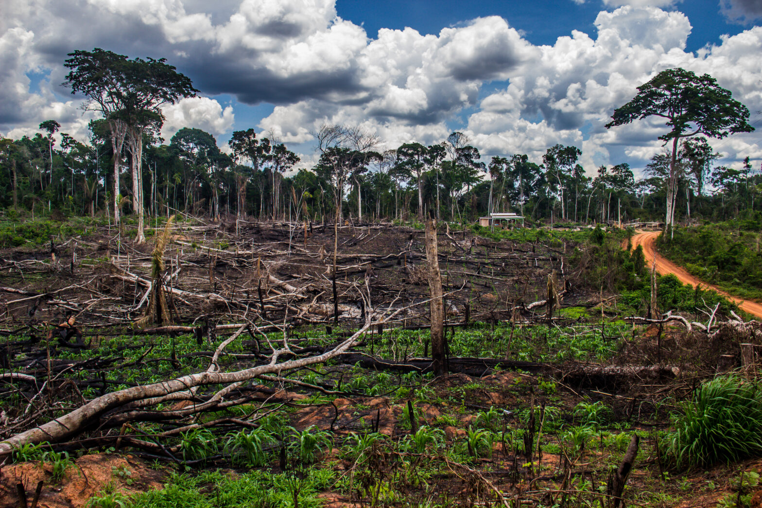 Reserva Chico Mendes morre aos poucos com desmatamento, crise hídrica e  violência