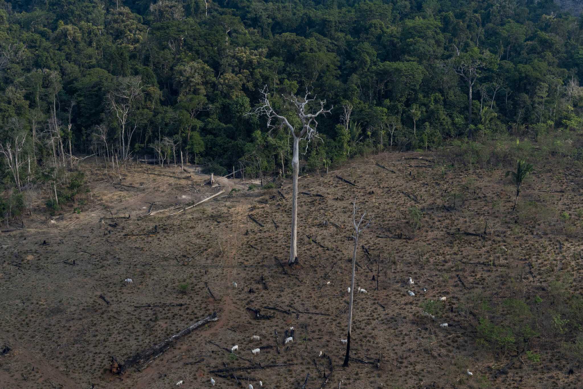 Agenda da Coalizão na COP 26 - Coalizão Brasil Clima, Florestas e