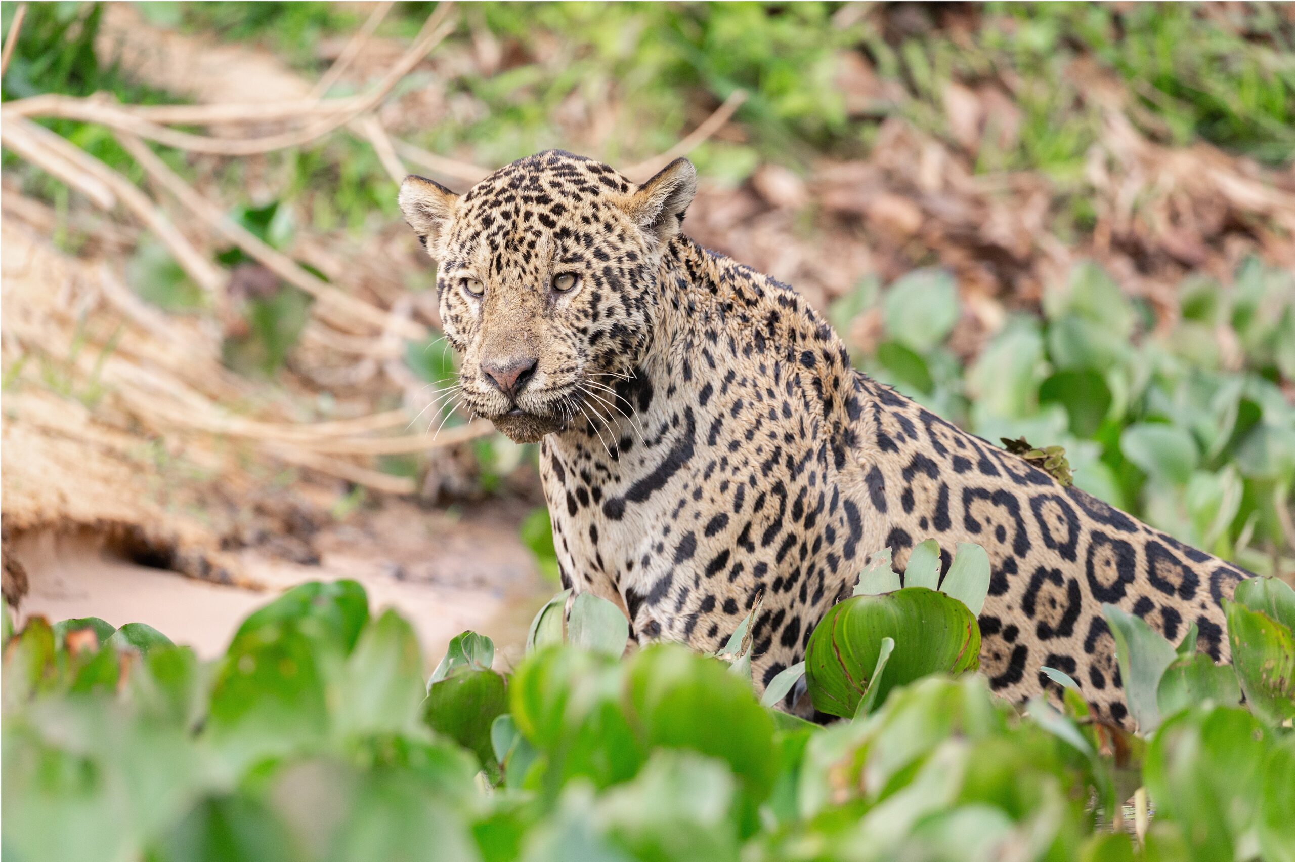 Hunting, deforestation, and fire threaten jaguars in the Amazon Rainforest