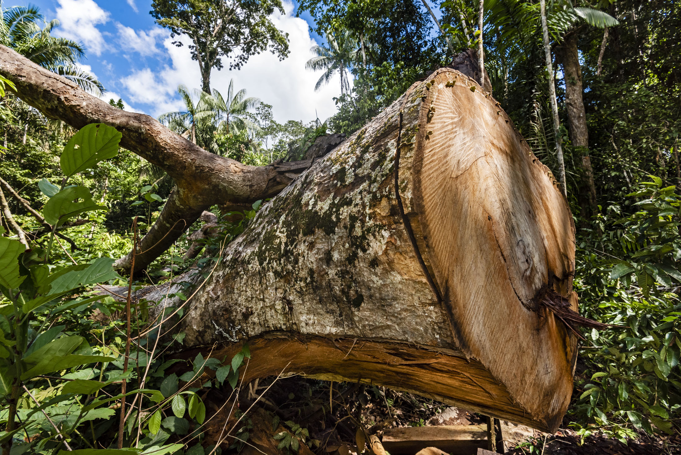 Los últimos gigantes del bosque - InfoAmazonia