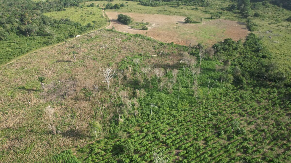 Deforestación Colombia