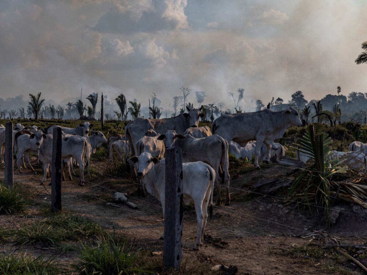 Brasil fue responsable del 70 % de las emisiones de CO2 por deforestación en la Panamazonía en los últimos 35 años