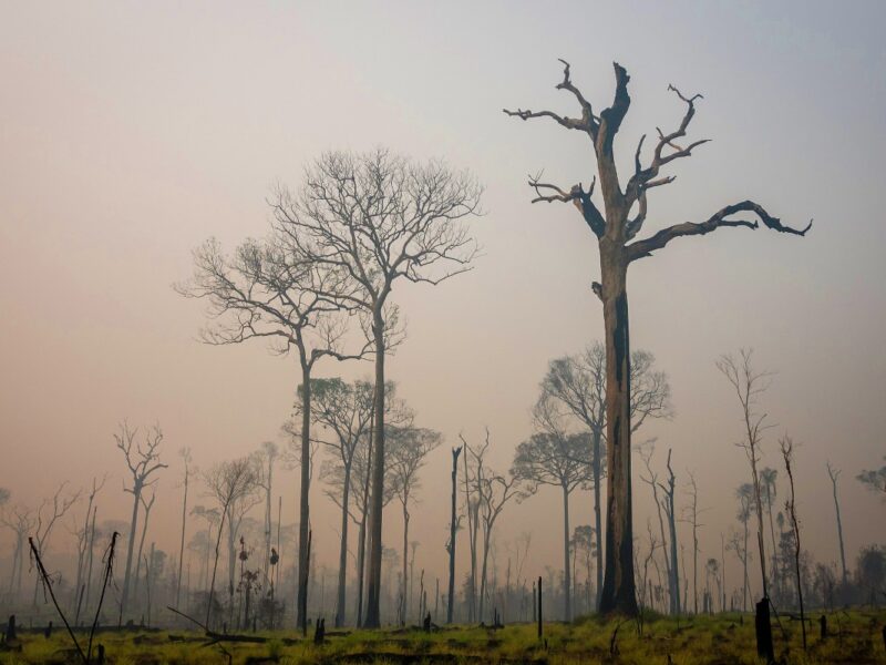 Deforestation in the Amazon: past, present and future