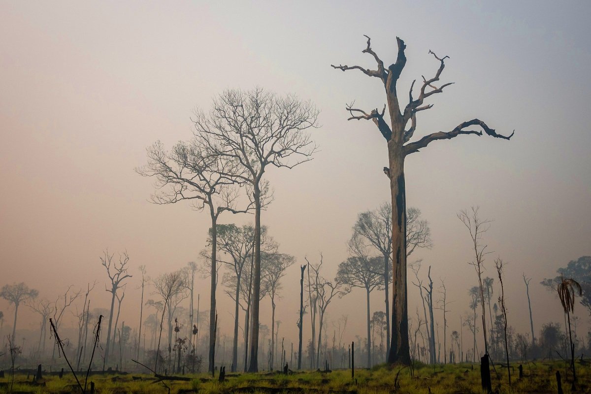 Deforestation in Brazilian  halved in 2023