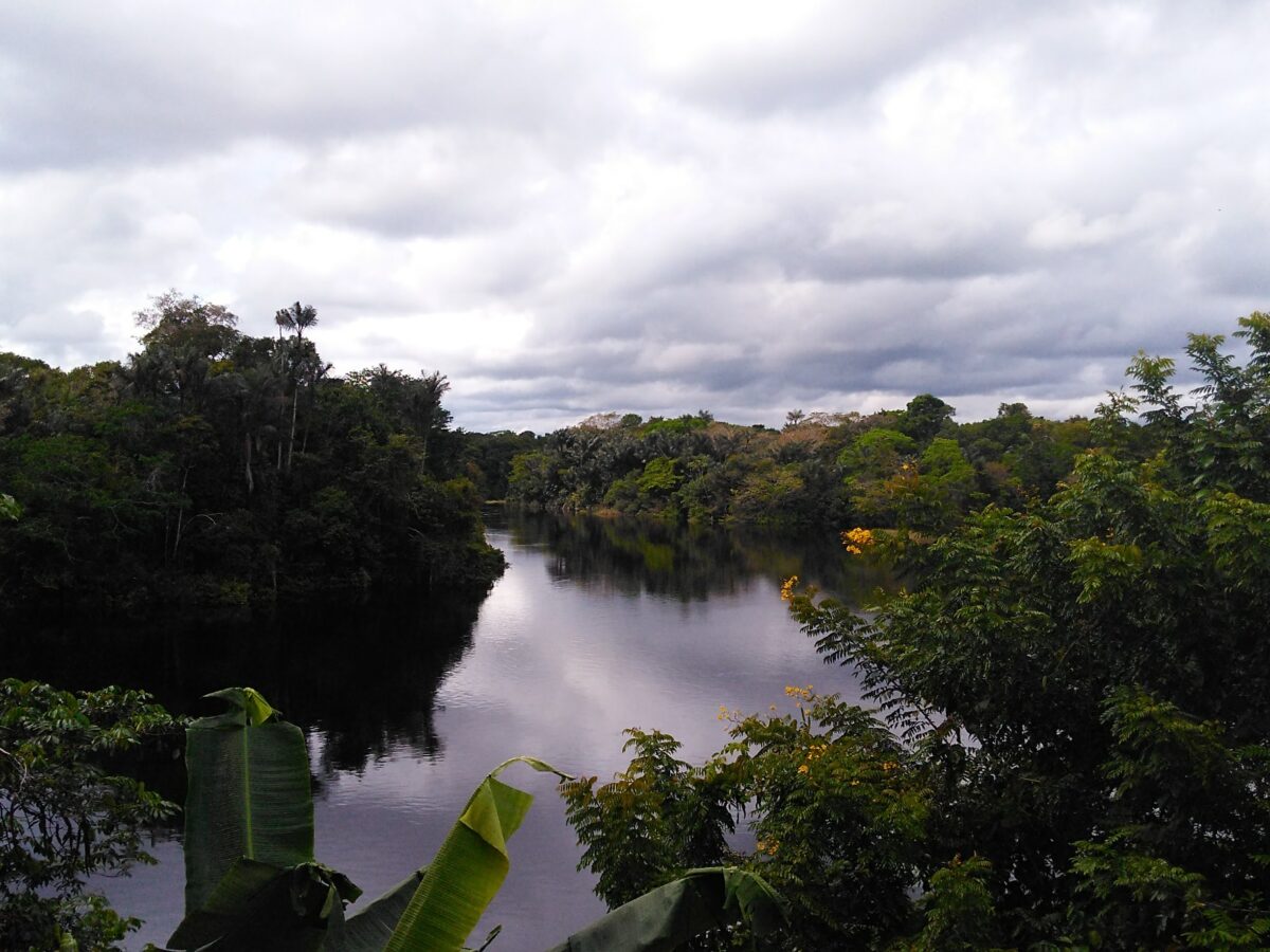 La Amazonia podría llegar a su punto de no retorno en 2050, ¿cómo evitarlo?