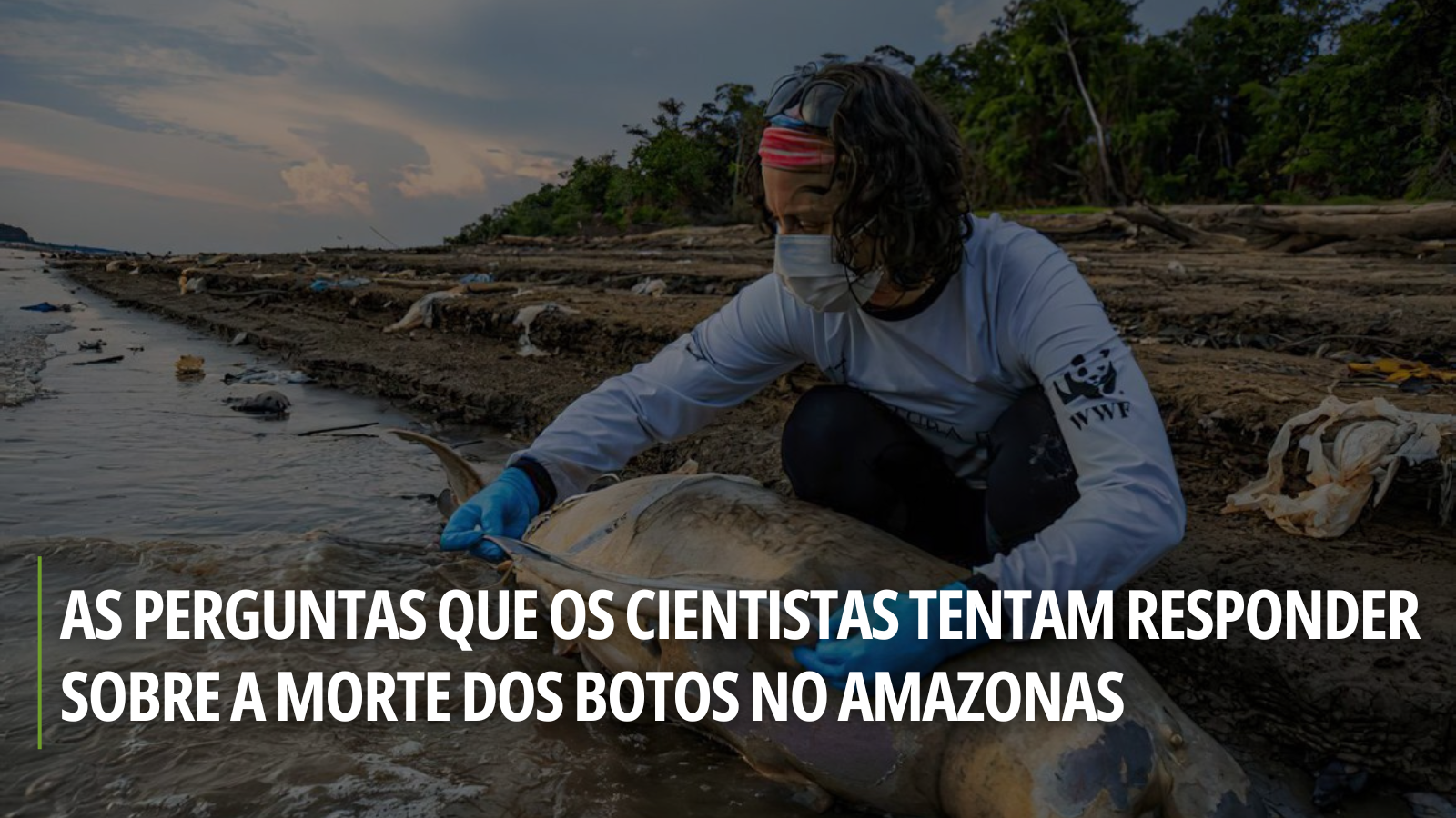 As perguntas que os cientistas tentam responder sobre a morte dos botos no  as - Infoia