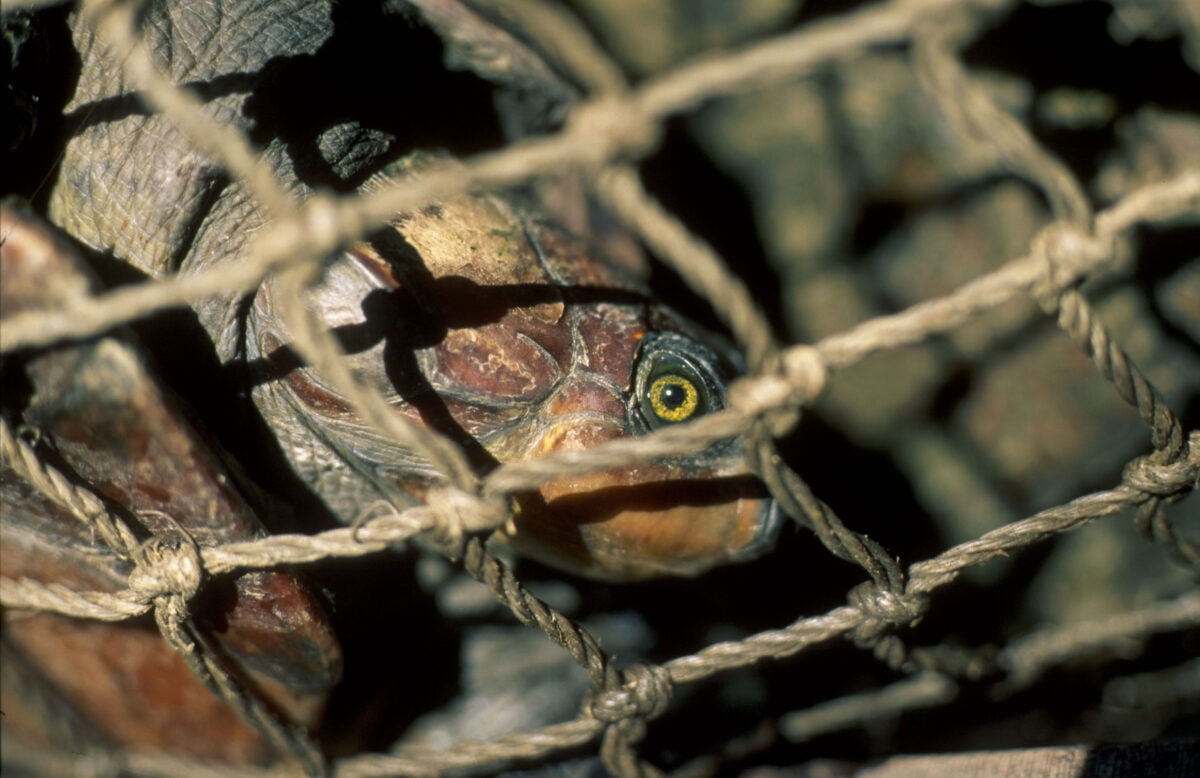 El consumo de carne de tortuga es parte de la cultura amazónica, pero la caza furtiva es una amenaza mayor 