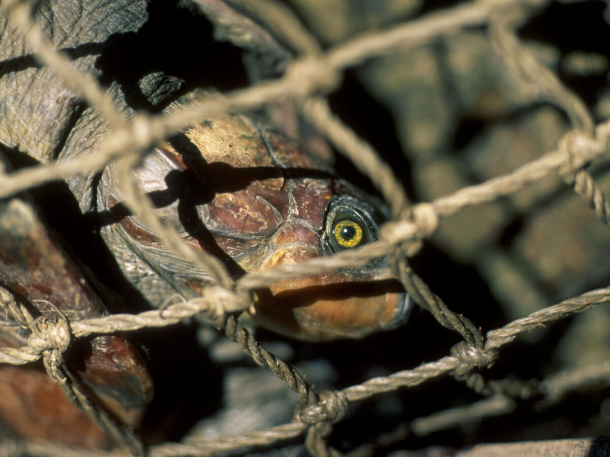 Eating chelonian meat is an integral part of Amazonian culture, but predatory hunting is a greater threat