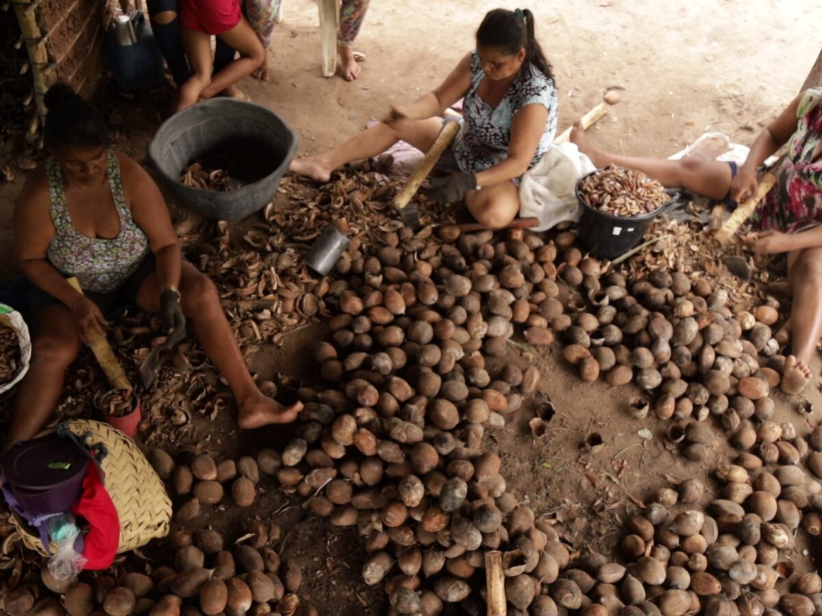 Mulheres quebradeiras de coco babaçu pedem respeito à legislação que protege a atividade ancestral
