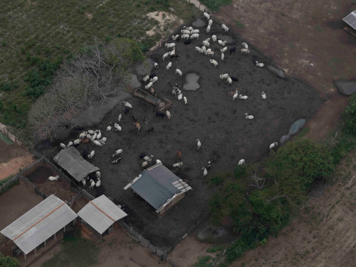 Banco do Brasil financiou fazendas para criação de gado na TI Uru-Eu-Wau-Wau