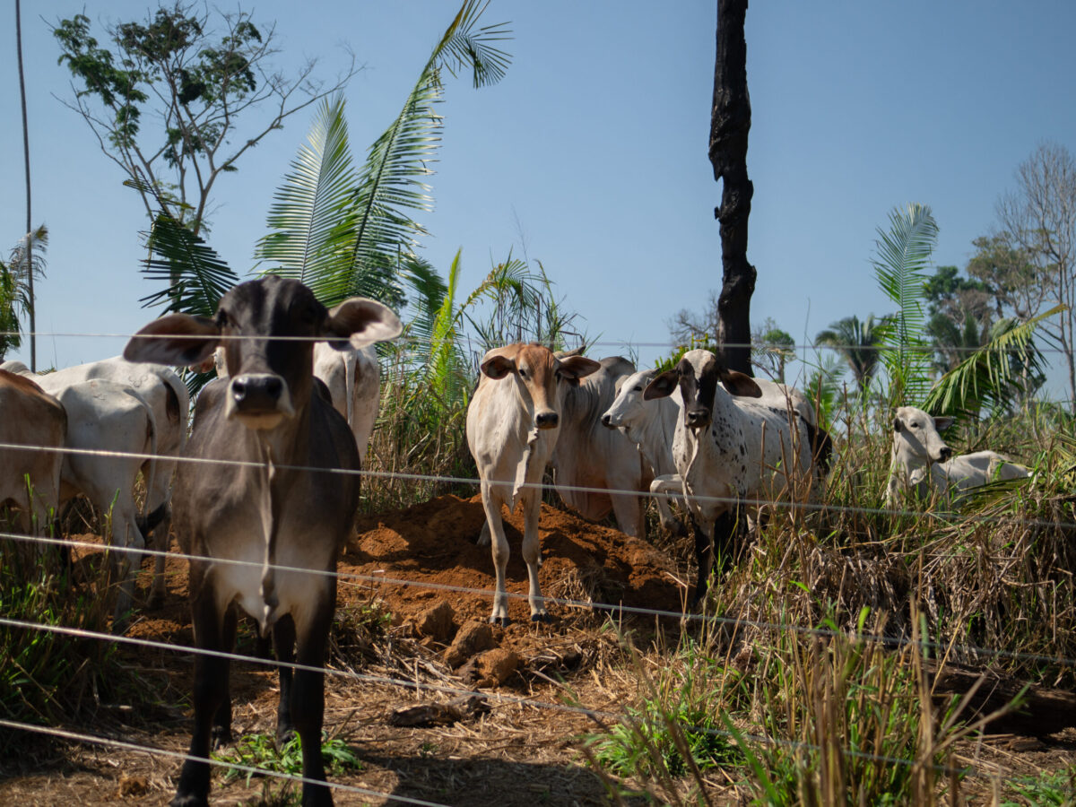 Mais de um terço dos municípios da AMACRO já tem mais área para agropecuária do que floresta