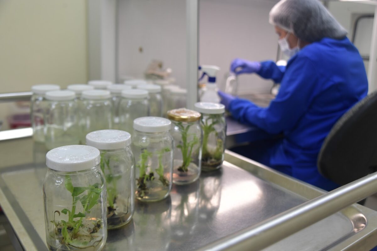 Gran parte de las medicinas que se consumen hoy en el mundo tienen su origen, o parte de este, en las plantas.