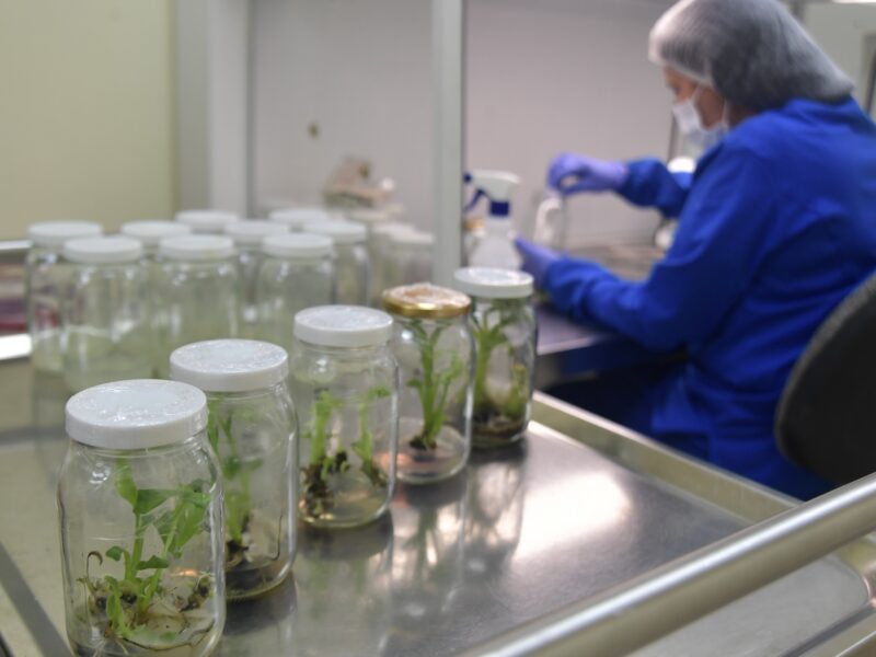 Gran parte de las medicinas que se consumen hoy en el mundo tienen su origen, o parte de este, en las plantas.