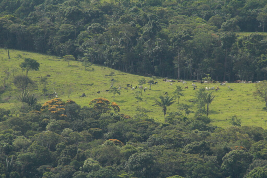 Desde que se entra al PNN Sierra de la Macarena se puede observar el ganado.