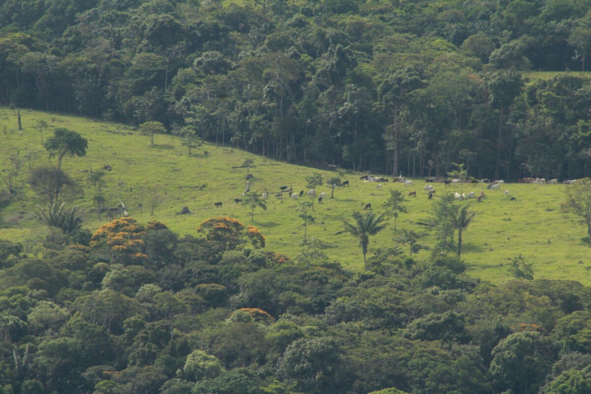 Ganadería en el PNN Sierra de la Macarena, en la Amazonia colombiana.