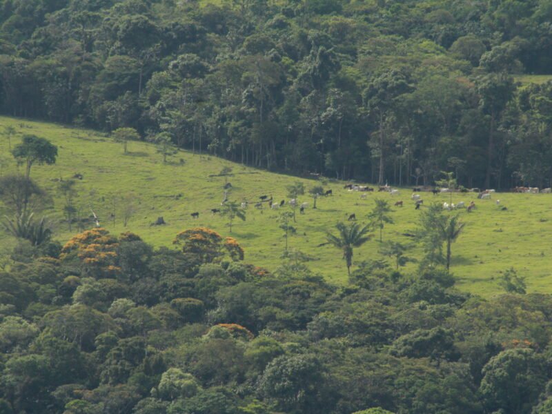 Ganadería en el PNN Sierra de la Macarena, en la Amazonia colombiana.
