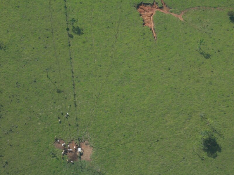 Ganadería en el PNN Sierra de la Macarena.