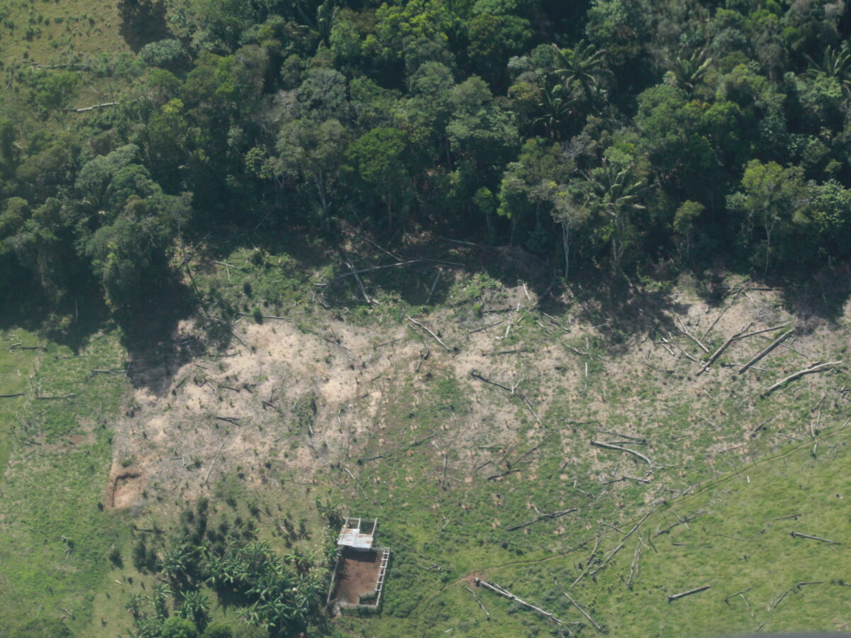 La deforestación actual podría llevar a la Amazonia a un punto de no retorno en 10 años