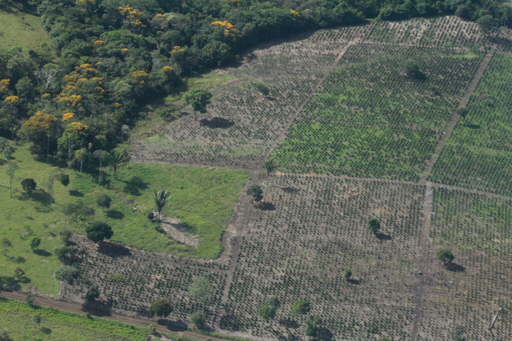 Deforestación para monocultivos en el PNN Sierra de la Macarena.