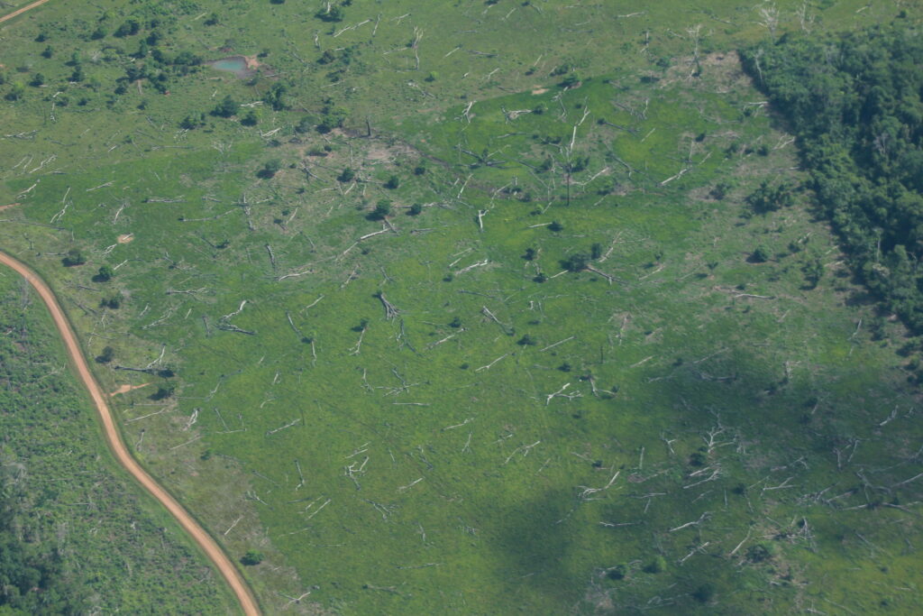 Desde el aire es posible observar lo que parece ser un cementerio de árboles y a la izquierda, una vía ilegal.