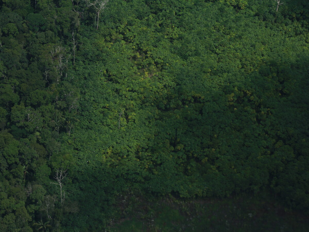 Un cementerio de árboles: las imágenes que deja un sobrevuelo de la Amazonia colombiana