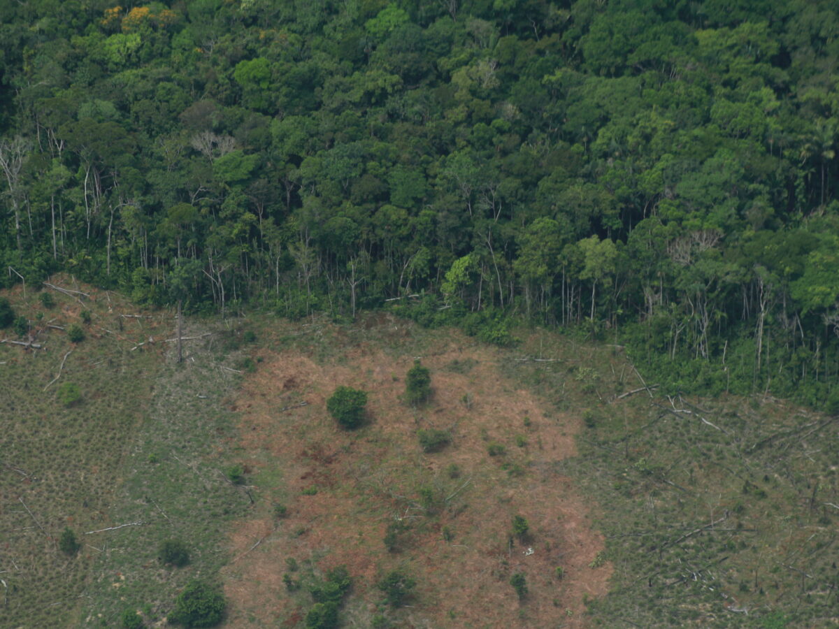 Sabemos el daño que produce la deforestación pero, ¿distinguimos entre la legal y la ilegal?