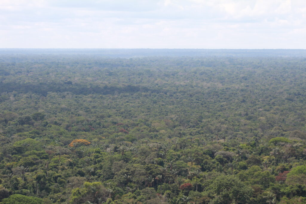 Bosque húmedo tropical del departamento de Guaviare, en la Amazonia colombiana. Este es hogar del jaguar, sobre el cual se dice que es el guardián de la selva.