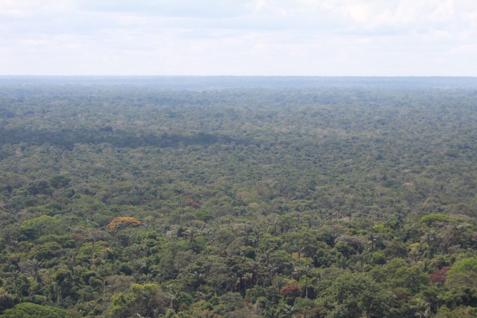 Bosque húmedo tropical del departamento de Guaviare, en la Amazonia colombiana. Este es hogar del jaguar, sobre el cual se dice que es el guardián de la selva.