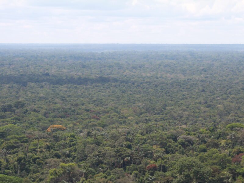 Bosque húmedo tropical del departamento de Guaviare, en la Amazonia colombiana. Este es hogar del jaguar, sobre el cual se dice que es el guardián de la selva.
