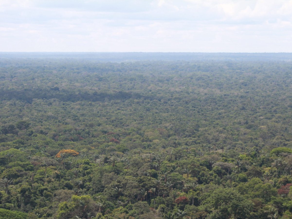 Países amazônicos reafirmarão seu apoio a fundo para proteger as florestas do mundo