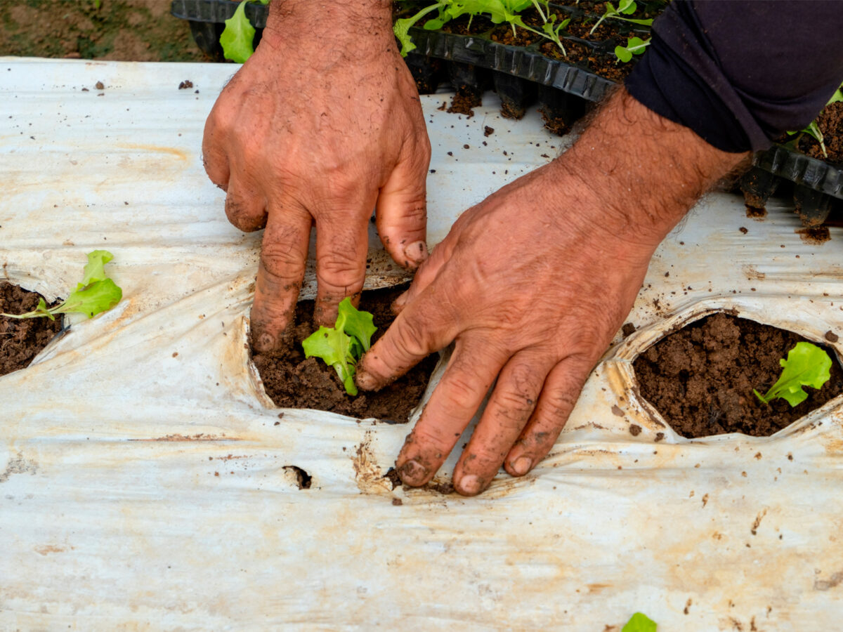 ‘Mão suja, dinheiro limpo’: agricultores lutam para produzir alimentos orgânicos em Altamira