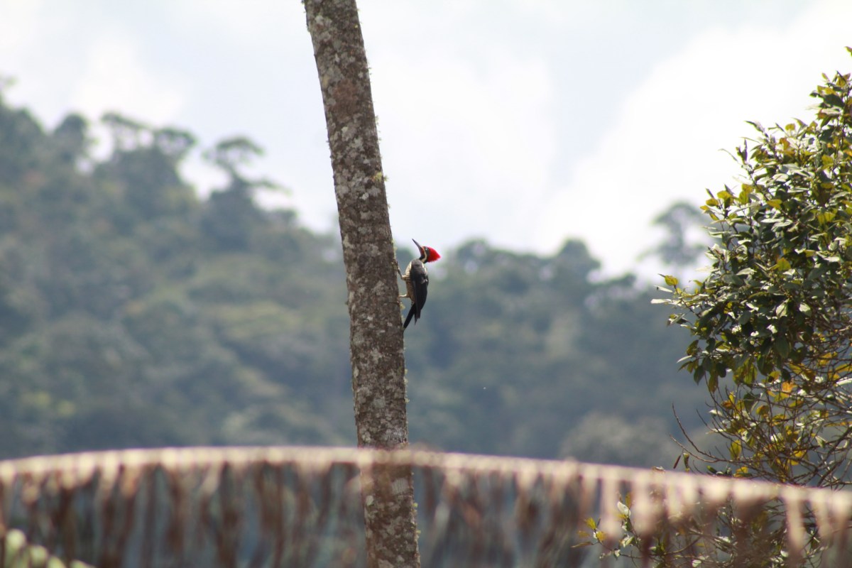Imagen de referencia. Un carpintero real visto en la Amazonia colombiana, en el departamento de Meta, en Colombia.