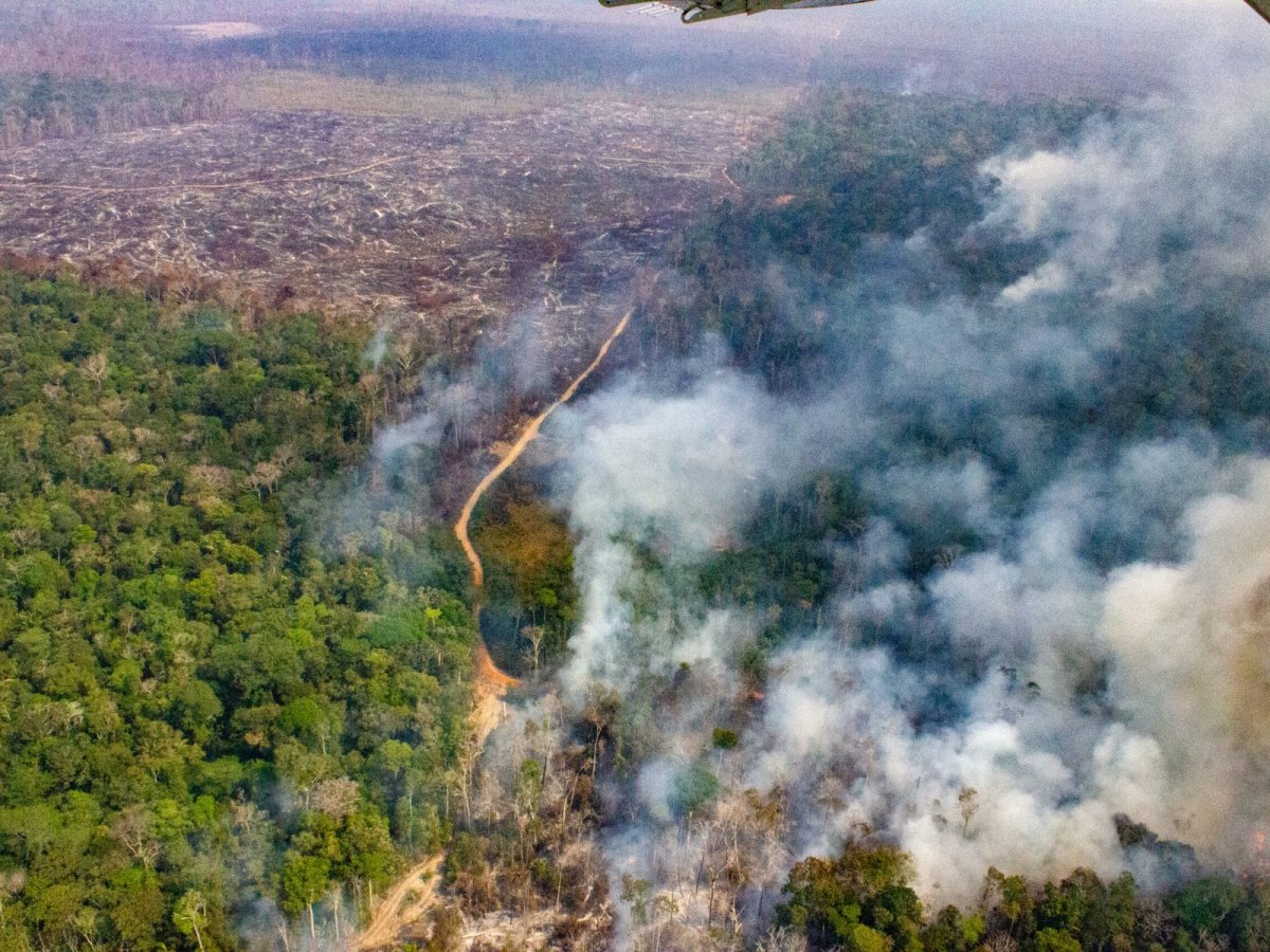 At COP30, Researchers Call for Expansion of Brazil’s Zero Deforestation Target by 2030