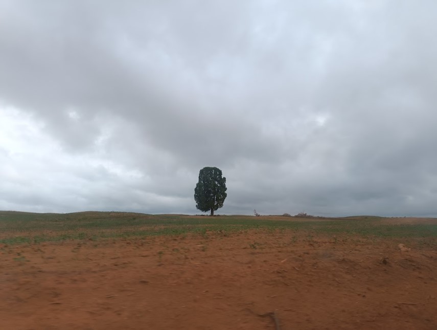 campo_soja_maranhão