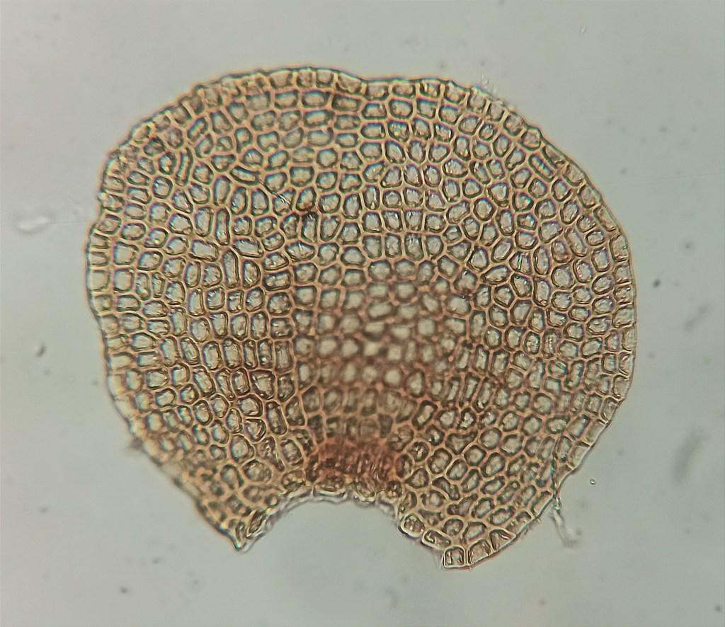 Los briófitos crean microhábitats en donde se refugian pequeños invertebrados, como las arañas, o animales microscópicos, como los tardígadros, comúnmente llamados osos de agua.