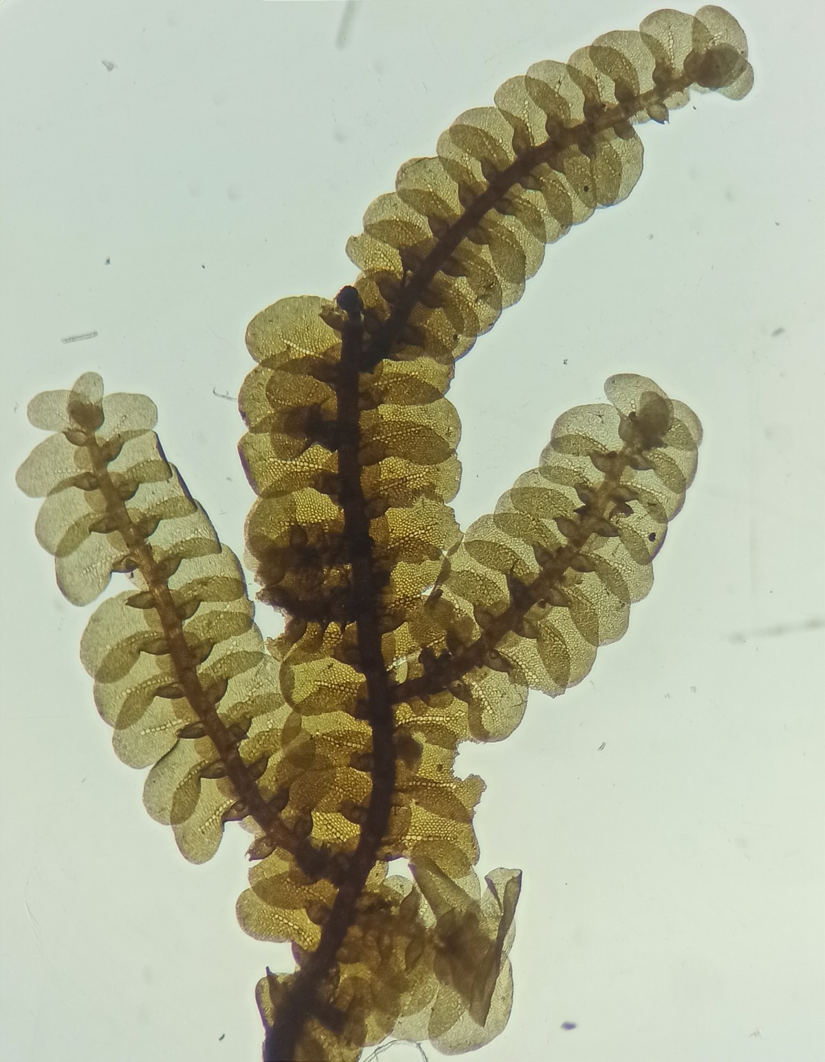 Fragmento de la especie Neurolejeunea seminervis, que hace poco se registró por primera vez en Colombia. Esta planta es del grupo de los briófitos.