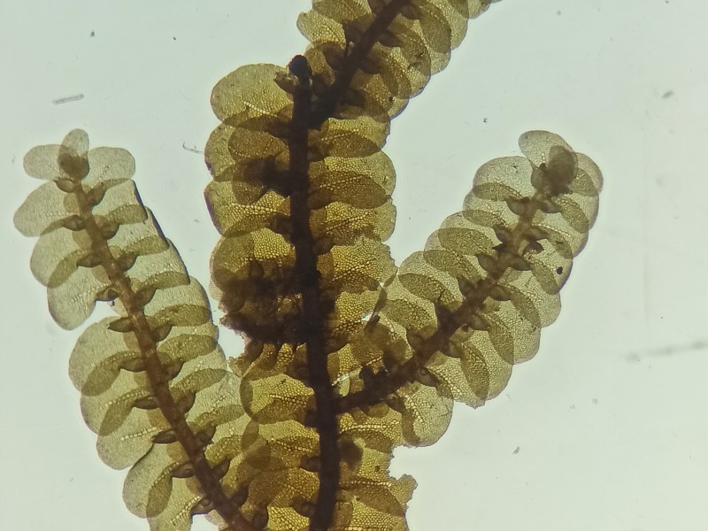 Fragmento de la especie Neurolejeunea seminervis, que hace poco se registró por primera vez en Colombia. Esta planta es del grupo de los briófitos.