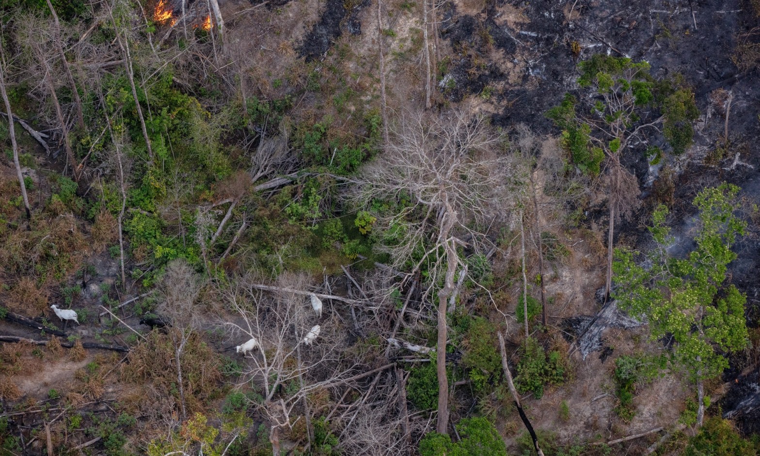 Estados da Amazônia falham em garantir dados sobre crimes ambientais