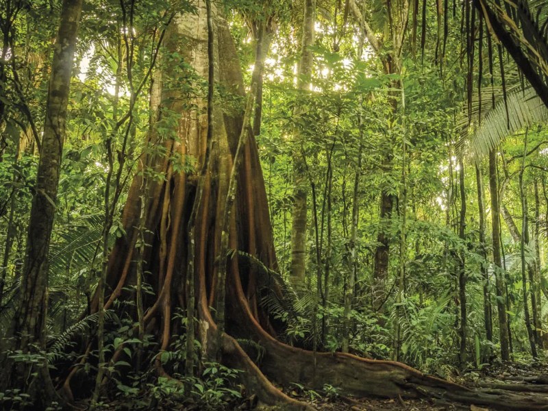 Amazônia perdeu área de vegetação do tamanho da França em 40 anos